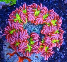 The Beauty Of The Flower Anemone An Under Appreciated Gem For Any Reef Aquarium Reef Builders The Reef And Saltwater Aquarium Blog