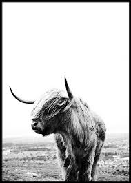 Black And White Bull Canvas Black And White Bull Print Minimalistic Print Home Decoration Cuadros Cow Art Highland Cow Photo Art