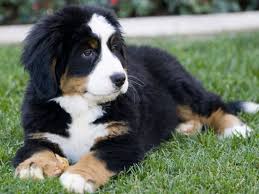 The breed is used to hunt fox, hare, and small game, o. Montenegrin Mountain Hound