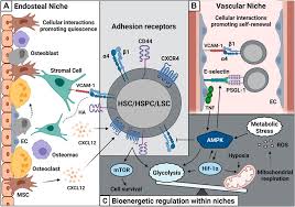 Frontiers | Insights Into Bone Marrow Niche Stability: An Adhesion and  Metabolism Route | Cell and Developmental Biology