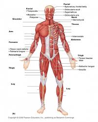 The transmitter molecules fill receptor sites in the membrane of the muscle & increase membrane permeability to sodium, sodium then diffuses in & the membrane potential becomes less negative, and, if the threshold potential is reached, an action potential occurs, an impulse travels along the muscle. Anterior View Of Superficial Muscles Of The Body Diagram Quizlet