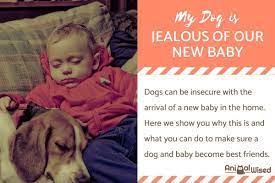 My Dog Is Jealous Of My New Baby Reasons And What To Do About It