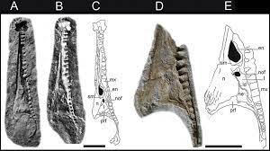 Check out mangrullo's art on deviantart. Mesosaurus Tenuidens From The Lower Permian Mangrullo Formation Of Download Scientific Diagram
