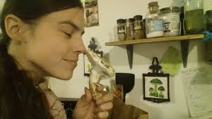 Are wild matsutake mushrooms found in Winnipeg?