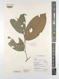 Image result for Huaceae