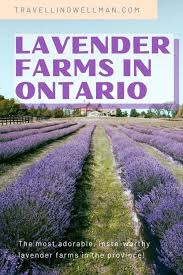 Join me as i share. 6 Best Lavender Farms In Ontario Travelling Wellman