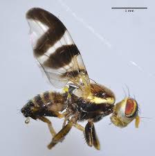 Image result for Rhagoletis completa