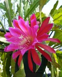 How do you get christmas cactus to bloom? Red Orchid Cactus Epiphyllum Fragrant Plants Almost Eden