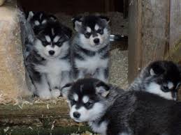 Browse thru our id verified puppy for sale listings to find your perfect puppy in your area. Ready Now Kc Reg Alaskan Malamute Puppies