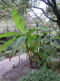 Image result for Musa sp. (Ornamental bananas)
