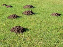 Comment Chasser Les Taupes De Son Jardin