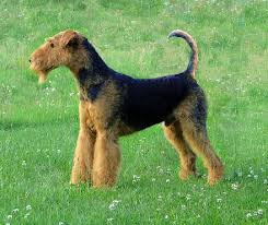 At sugar grove airedales it is our mission to produce exceptional quality puppies and make sure that they become part of safe and happy homes. Airedale Terrier Wikiwand