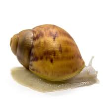 Image result for Ozoroa marginata