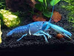 Not Only Is The Electric Blue Crayfish Simply Gorgeous It Is Also Very Active And Fascinating To Watch Their Crayfish Aquarium Fish Tank Freshwater Aquarium