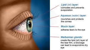 Image result for Blepharis gazensis