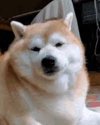 Maybe you would like to learn more about one of these? Best Cute Dog Thick Unit Fluffy Fat Gifs Gfycat