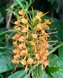 Image result for Helichrysum keilii