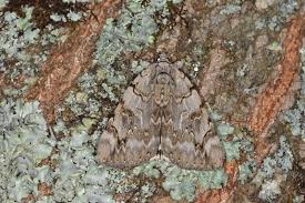 Image result for Catocala electa