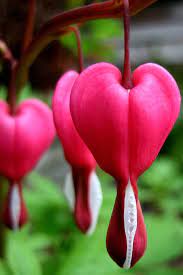 Bleeding Heart By Moonbeam13 On Deviantart Bleeding Heart Flower Bleeding Heart Flower Heart