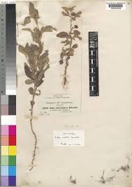 Image result for Sida ovata