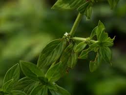 Image result for Hexasepalum sarmentosum