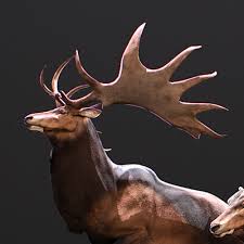 Image result for Megalastrum lanuginosum