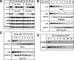 What effects can mutations have on dna, mrna, and amino acid sequences? A Novel Dna Damage Response Journal Of Biological Chemistry