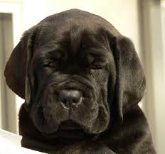 Black Blue Cane Corso Puppies For Sale Black Pearl Cane Corso News The Princesses At 6 5 Weeks Cane Corso Cane Corso Dog Cane Corso Puppies