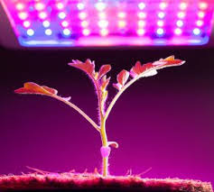 Give your indoor garden just the right amount of sun with an hid lighting controller from our large selection. Intelligent Horticultural Solutions Ihs Led Lighting Accessories