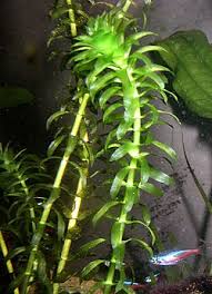 Image result for Hydrocharitaceae