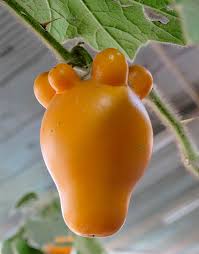 Image result for Solanum mammosum