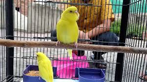 Red Eye Lutino Budgie Birds Le Aya I Love Red Eye Birds Youtube