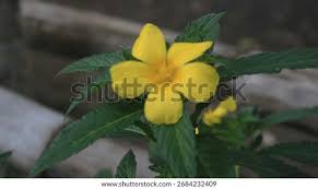Image result for Pavetta gardeniifolia
