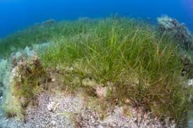 Image result for Cymodoceaceae