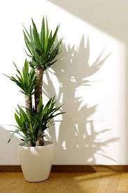 Ci sono prodotti d''alta qualit? 10 Piante Da Interno Per Una Casa Super Chic Guida Giardino