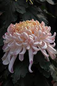 Img 8399 Chrysanthemum Flower Flowers Photography Flower Garden