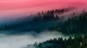 Mac wallpaper desktop aesthetic desktop wallpaper minimal wallpaper download wallpaper hd macbook wallpaper computer wallpaper 1080p wallpaper pink wallpaper pc mac wallpaper tumblr find lowpoly. Foggy Forest 1920x1080 Foggy Forest Forest Wallpaper Iphone Forest Aesthetic