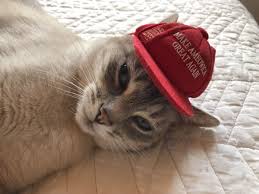 Pin On 4pawshop