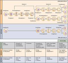 mitosis and meiosis comparison chart video and pictures