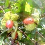 Image result for Dovyalis macrocalyx