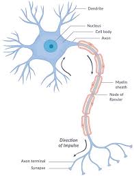 Organization of the nervous system nervous tissue: What Are The Parts Of The Nervous System Nichd Eunice Kennedy Shriver National Institute Of Child Health And Human Development