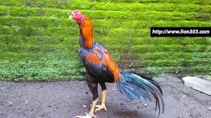 Pin Di Sabung Ayam