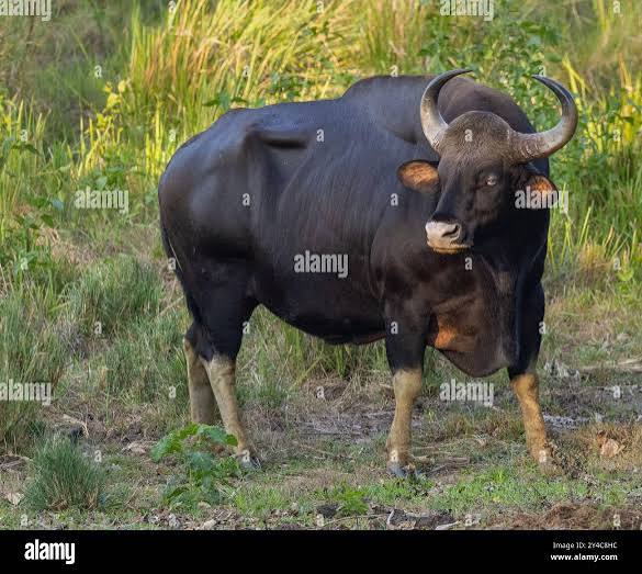 Indian bison in jungle hi-res stock photography and images - Alamy