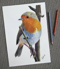 Original Colored Pencil Drawing Of A Robin Small But Beautiful Bird A Robin Has A Unique Way To Stand Out Becau Bird Drawings Colored Pencils Pencil Painting