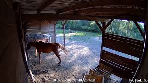 The motion light might set off a secondary, furry alarm that wakes up the family with barking. Before You Buy Battery Powered Motion Security Cameras Read This Reolink Blog