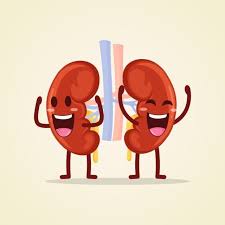 Cute Character Kidneys Smiling Cartoon Human Internal Organ Human Anatomy Illustration Png And Vector With Transparent Background For Free Download Cartoon Cute Characters Cartoon Posters Download free cartoon png images & cliparts. human anatomy