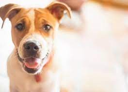 What S The Treatment For Cancer In Dogs Is There A Cure Petmd