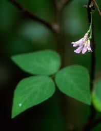 Image result for Voacanga bracteata