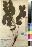 Image result for Entandrophragma delevoyi