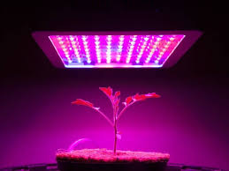 Maybe you would like to learn more about one of these? Best Led Grow Lights For Your Hydroponic Garden